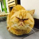 金耳朵胖子