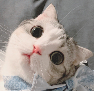 哈呀750吧！