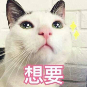 混凝土小菊