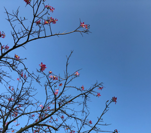 春暖花开干活忙
